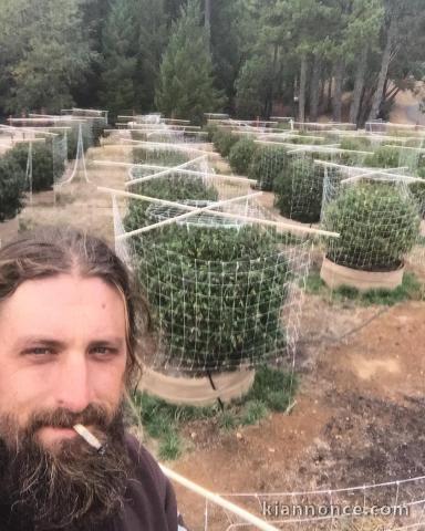 cultivateur à domicile avec un énorme rendement en variétés