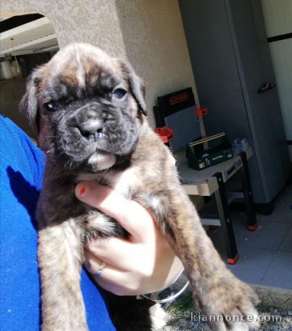 Chiots Boxer a donner pour adoption