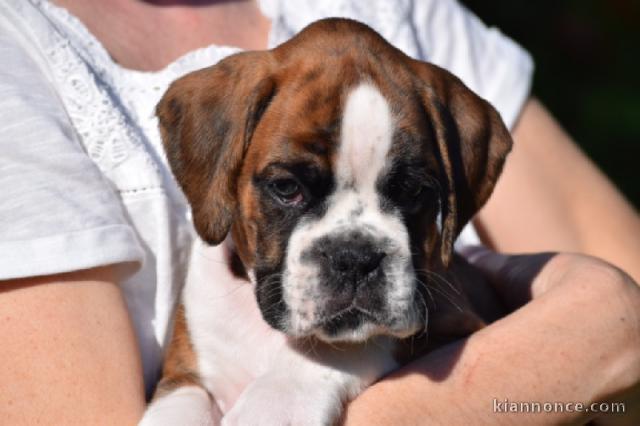 Chiots Boxer a donner pour adoption