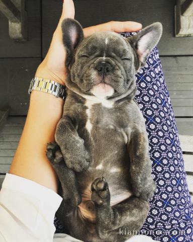 Adorables Bouledogue français