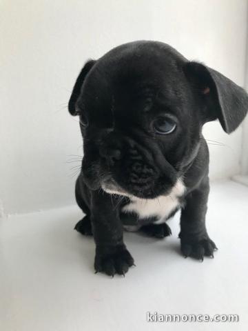 Adorables Bouledogue français