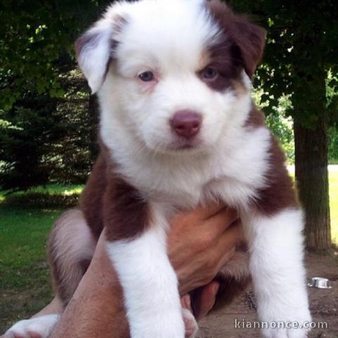 2 superbes chiots berger australiens