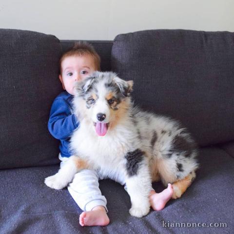 2 superbes chiots berger australiens