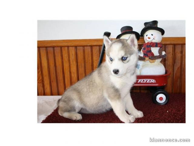 Adorable chiots husky a donner