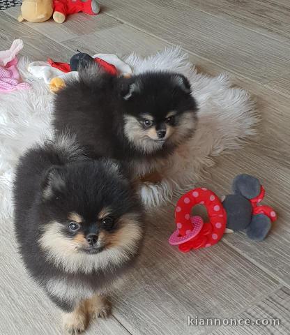 chiots spitz poméraniens disponibles