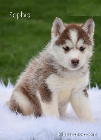 7 chiots husky sibérien