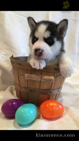 7 chiots husky sibérien