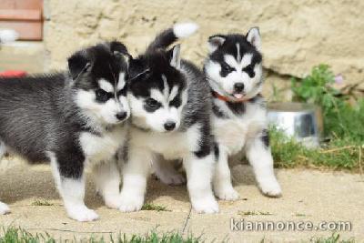 7 chiots husky sibérien