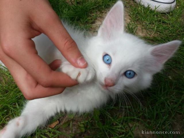 chatons Sacré de birmanie a donner