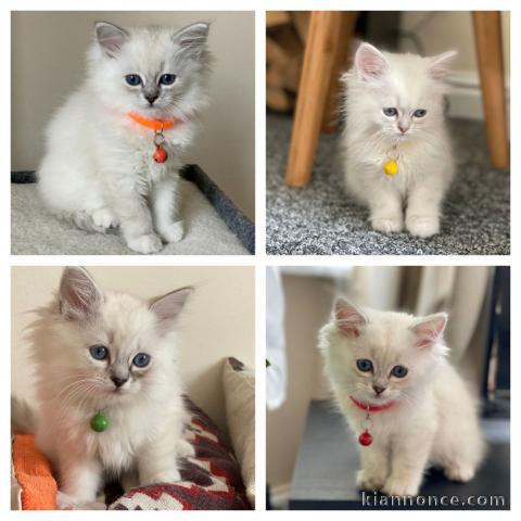 Chatons ragdoll LOOF Disponible