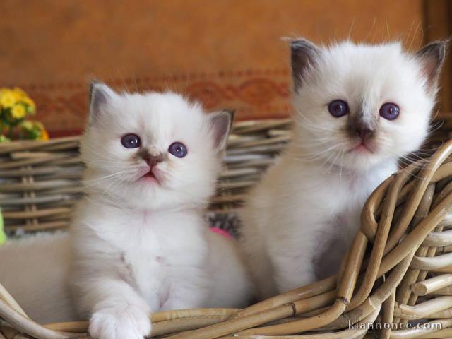 Chatons Sacré de birmanie  à Donner 