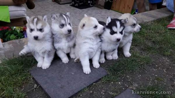 Beaux chiots husky disponibles