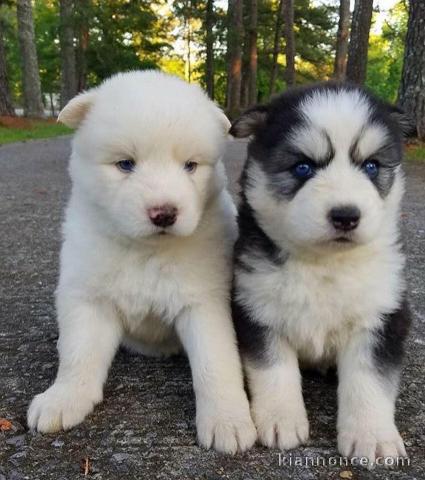 Beaux chiots husky disponibles