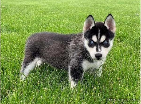 Beaux chiots husky disponibles