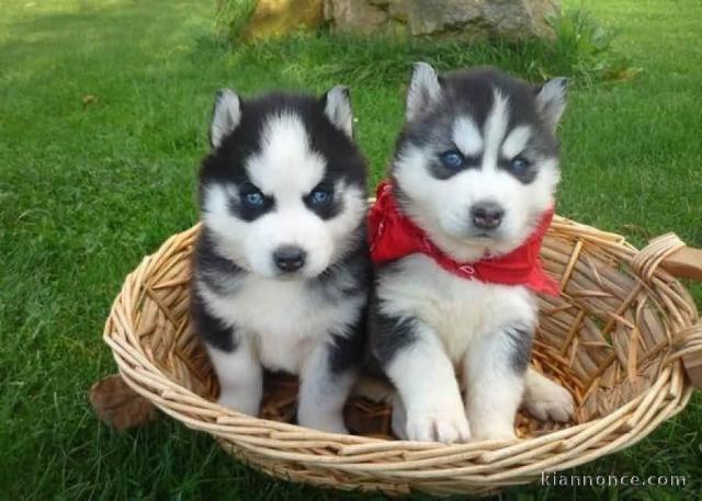 Chiots huskys de sibérien inscrits au LOF