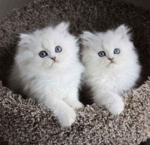 Nos chatons Persan pure race