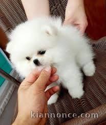 Donne chiot spitz nain blanc