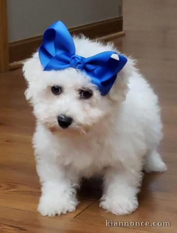 chiots bichons frise disponible