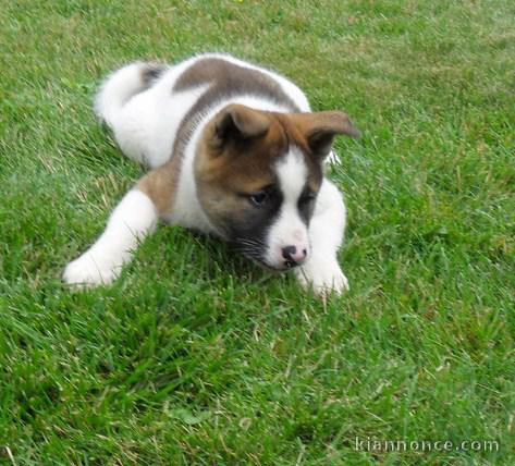 Chiots Akita pour bonne famille