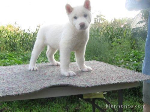 Chiots Akita pour bonne famille