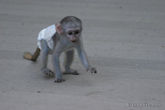 singes capucins pour une bonne maison