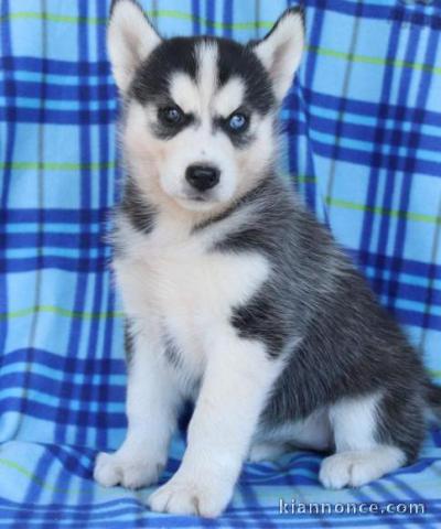 Magnifiques Chiots husky sibérien à donner