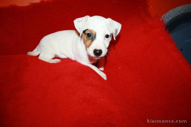 chiots jack russell disponible de suite 