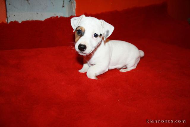 chiots jack russell disponible en parfaite santer