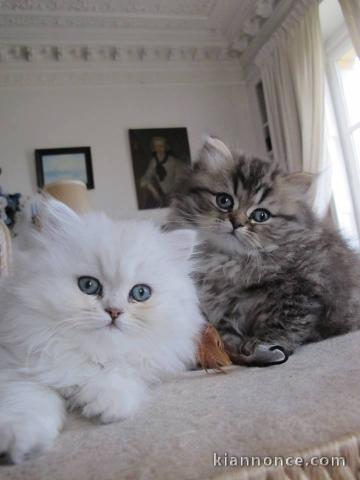 Magnifiques chatons persans