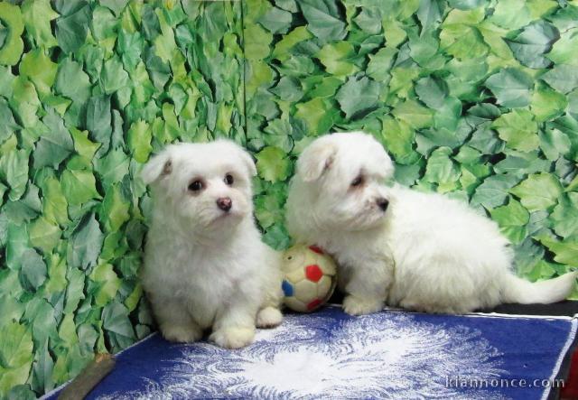 Chiots bichon maltais