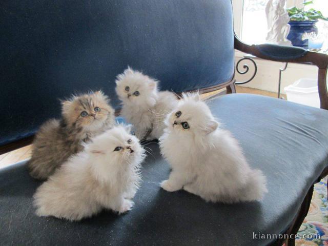  magnifiques chatons persans 