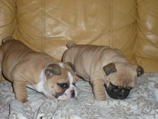 chiots bouldogues français