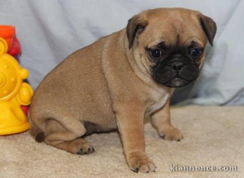 Chiots Carlin pour bonne maison