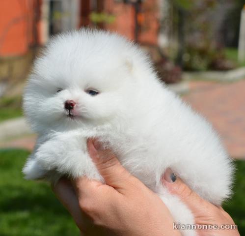 CHIOTS SPITZ POMÉRANIEN A DONNER