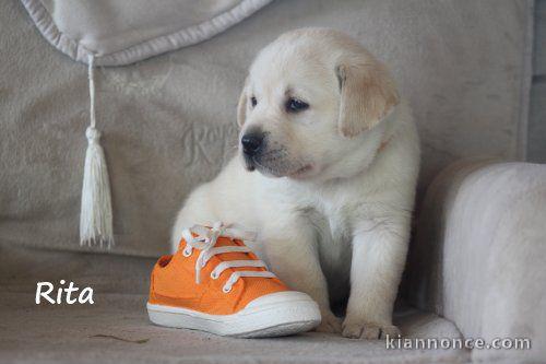 Chiot femelle labrador  lof