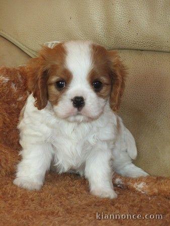 Adorables Chiots Cavaliers King Charles