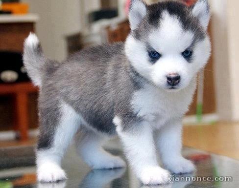 Superbe chiots Husky Sibérien a donner 1 femelle et 2 mâles