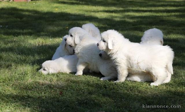 Chiots Berger de Podhale - TATRAS- LOF