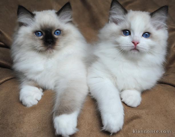 Mignon chaton Ragdoll