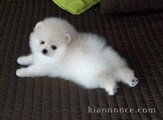 Donne chiot spitz nain blanc