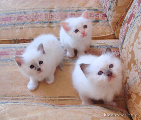 Chatons Sacré de Birmanie