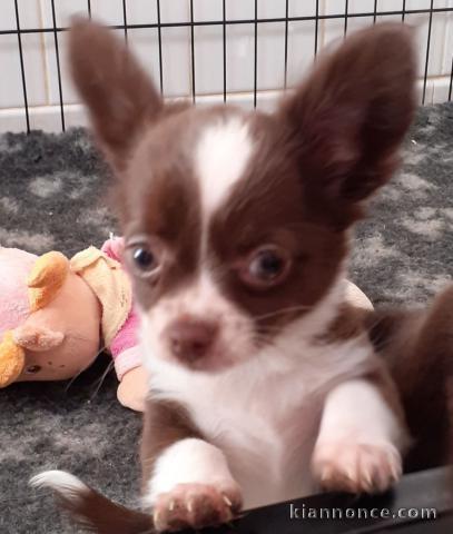 Chiot Chihuahua Disponible urgent