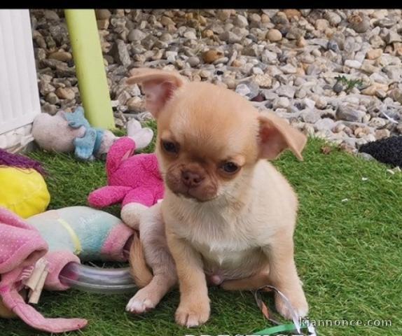 Adorable chiot chihuahua 