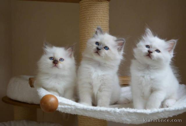 Mignon chaton Ragdoll