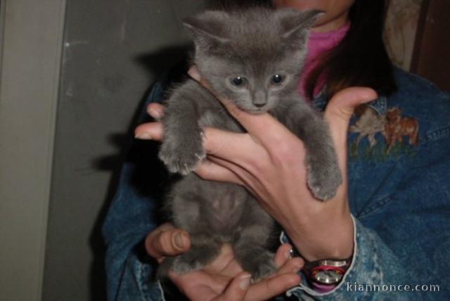 Superbes chatons chartreux à l\