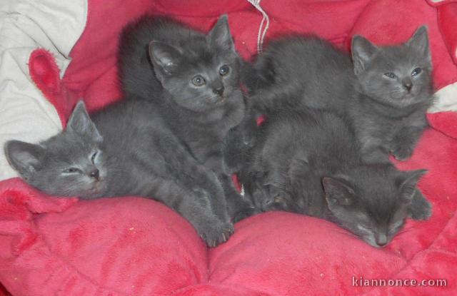 2 adorables chatons gris en adoption