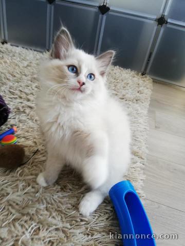 Disponible de suite Chatons Ragdolls