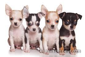 Formidable chiot chihuahua