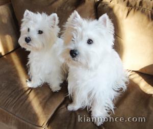 A donner chiot Berger Blanc Suisse