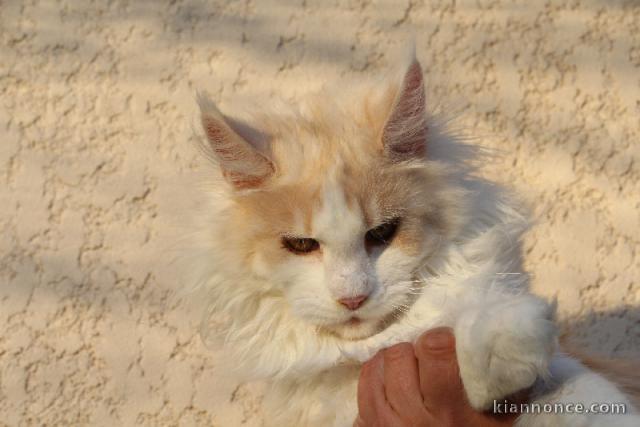 Chatons Maine Coon de 3 mois